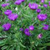 Stokesia laevis 'Honeysong Purple' - Image 2