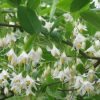 Styrax americanus
