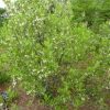 Styrax americanus - Image 4