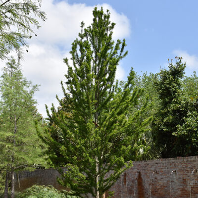 Taxodium distichum 'Peve Minaret'