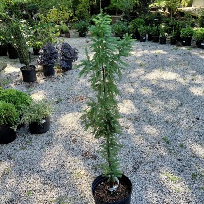 Taxodium distichum 'Peve Minaret'