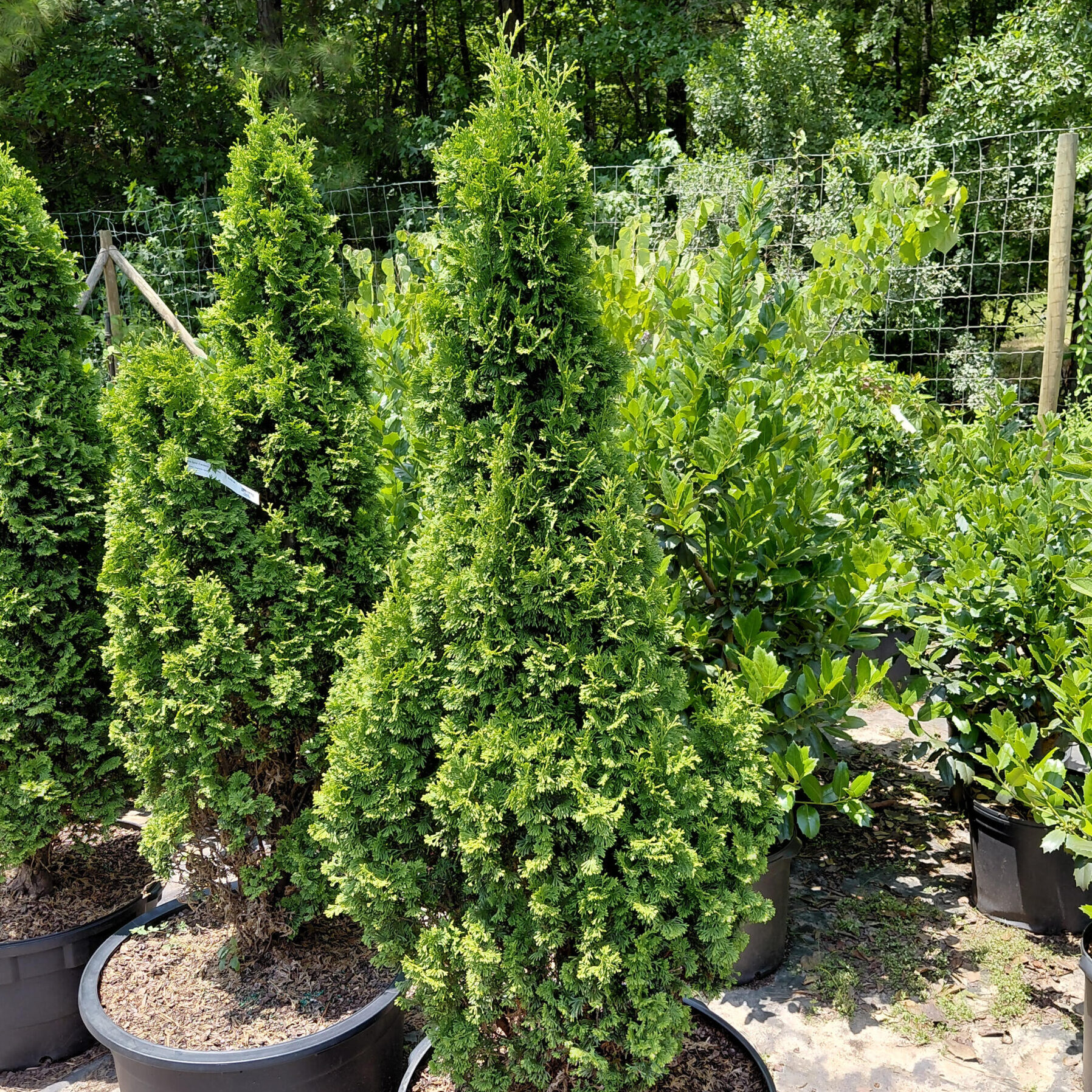 Thuja occidentalis 'Degroot's Spire'
