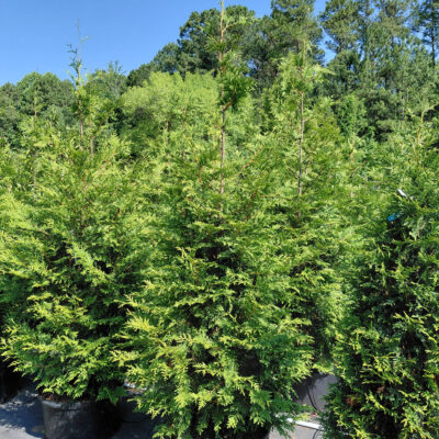 Thuja x plicata 'Green Giant'