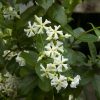 Trachelospermum jasminoides var. pubescens 'Madison'