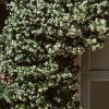 Trachelospermum jasminoides var. pubescens 'Madison' - Image 2