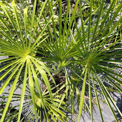 Trachycarpus fortunei