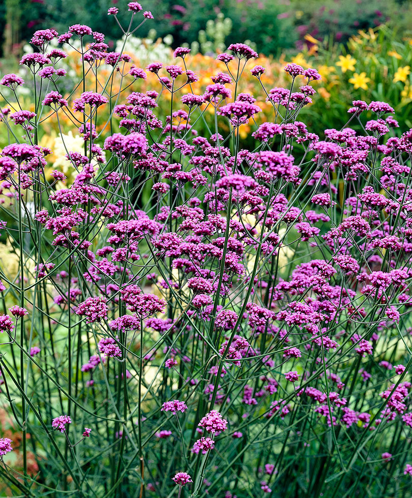 Verbena Bonariensis Zone 6 At Eula Garcia Blog