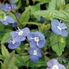 Veronica peduncularis 'Georgia Blue'
