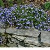 Veronica peduncularis 'Georgia Blue' - Image 2