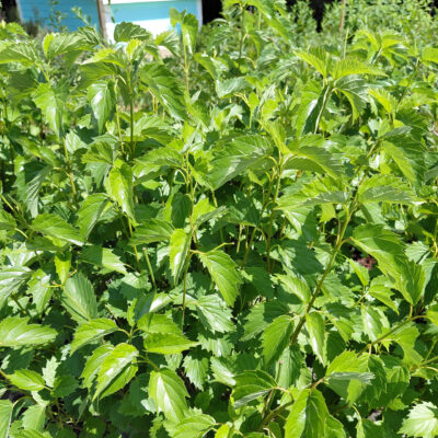 Viburnum dentatum 'Christom' (Blue Muffin®)