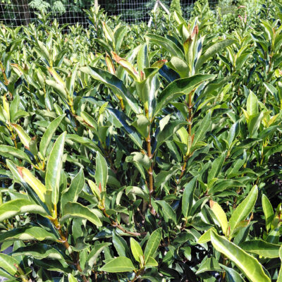 Viburnum awabuki 'Chindo'