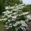 Viburnum plicatum var. tomentosum 'Summer Snowflake' - Image 2
