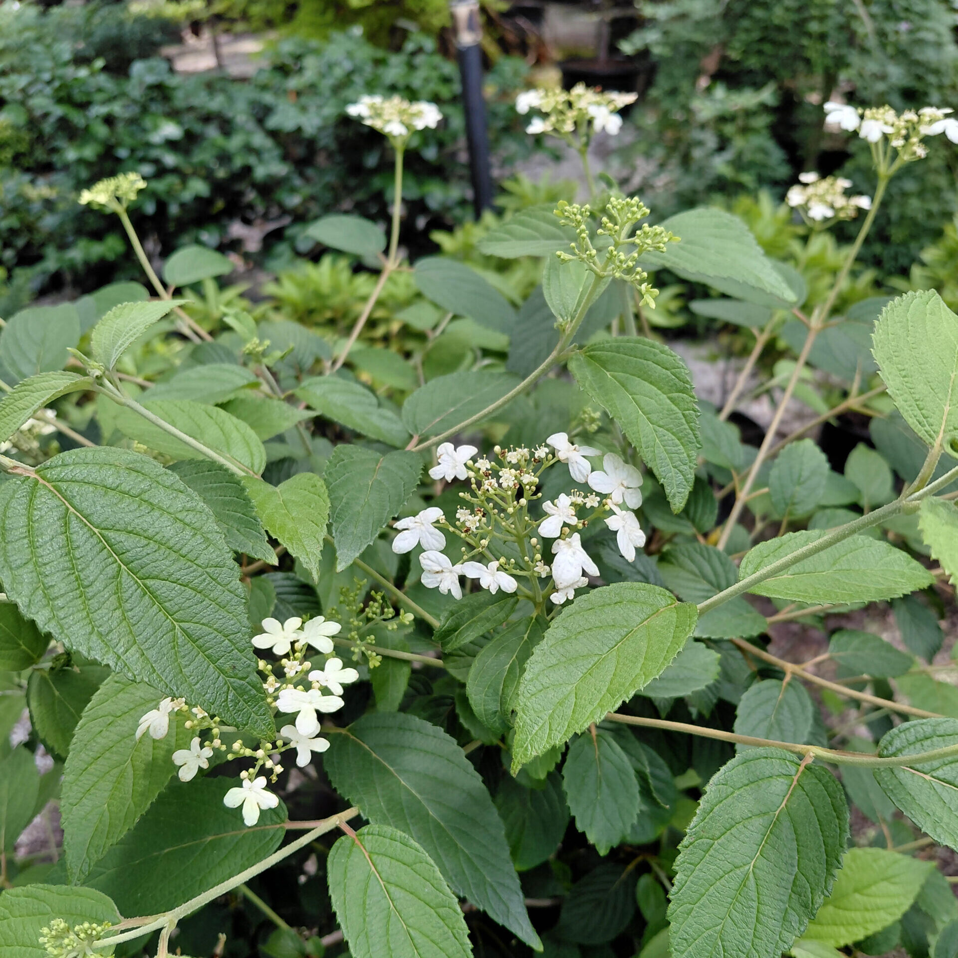 Viburnum plicatum var. tomentosum 'Summer Snowflake'