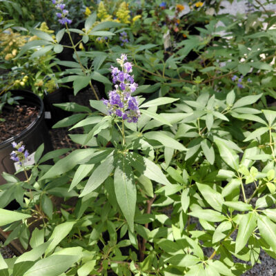 Vitex agnus-castus 'Shoal Creek'