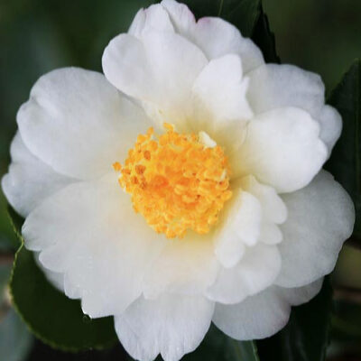 Camellia x 'Winter's Cupid'