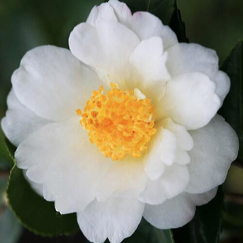 Camellia x 'Winter's Cupid'