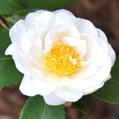 Camellia x 'Winter's Snowman'