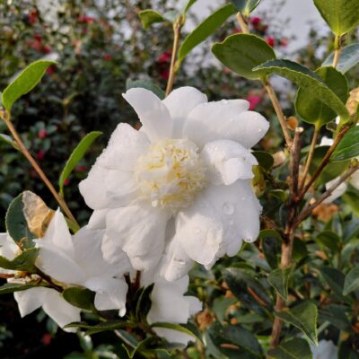 Camellia x 'Winter's Snowman'