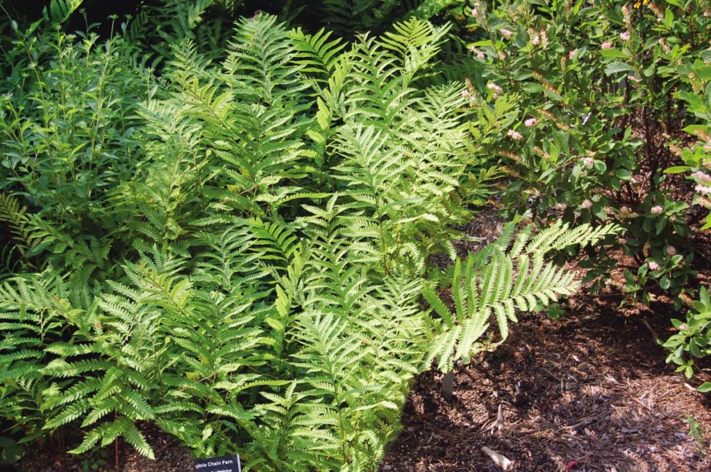 Woodwardia virginica | Kiefer Nursery: Trees, Shrubs, Perennials