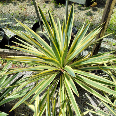 Yucca filamentosa 'Bright Edge'