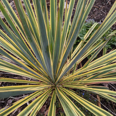 Yucca filamentosa 'Bright Edge'