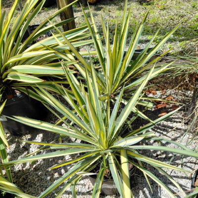 Yucca filamentosa 'Color Guard'