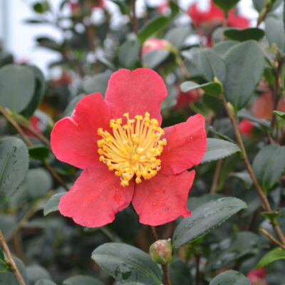 Camellia sasanqua 'Yuletide'