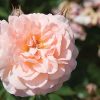 Rosa 'Meimirrote' Apricot Drift PPAF - Image 2