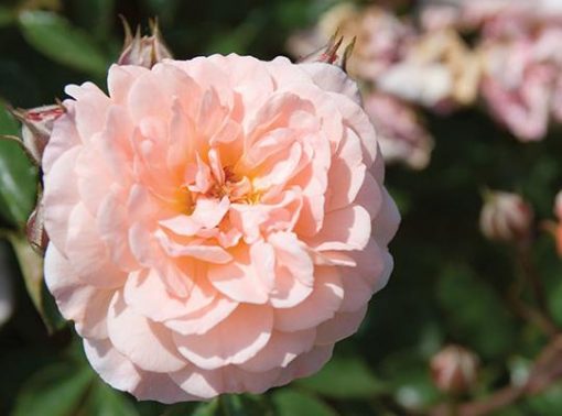 Rosa 'Meimirrote' Apricot Drift PPAF - Image 2