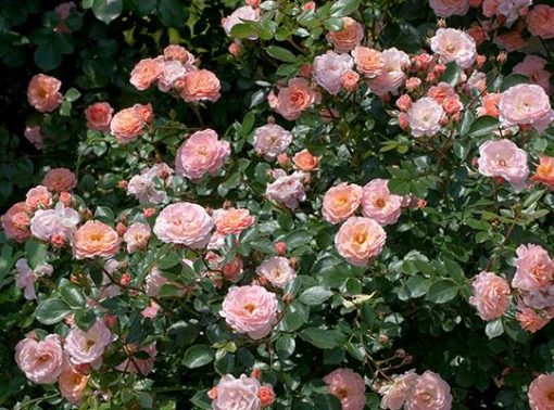 Rosa 'Meimirrote' Apricot Drift PPAF