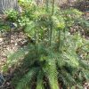 Cunninghamia lanceolata 'Glauca'. - Image 2