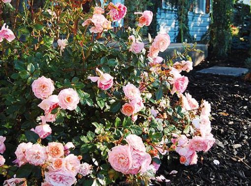 Rosa 'Meimirrote' Apricot Drift PPAF - Image 3