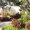 Azalea 'Conlee' Encore® Autumn Amethyst® - Image 3