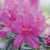Azalea 'Conlee' Encore® Autumn Amethyst®