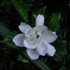 Gardenia jasminoides 'August Beauty' - Image 3