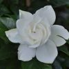 Gardenia jasminoides 'August Beauty' - Image 2