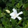 Gardenia jasminoides 'August Beauty'