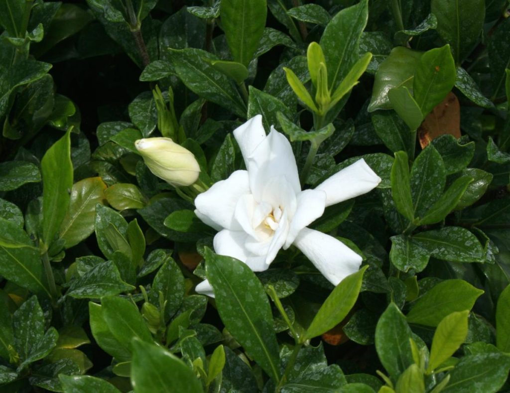 Gardenia jasminoides ‘August Beauty’ Kiefer Nursery Trees, Shrubs
