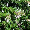 Abelia x grandiflora