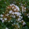 Abelia x grandiflora 'Little Richard'