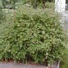 Abelia x grandiflora - Image 3