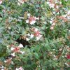 Abelia x grandiflora - Image 2