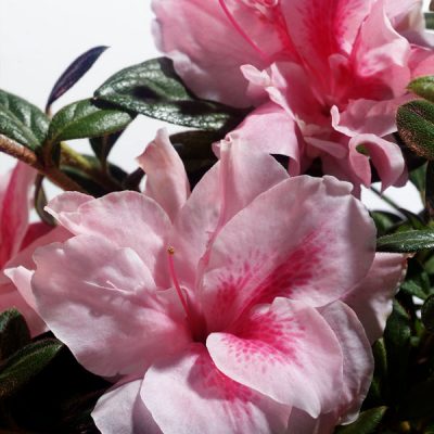 Azalea 'Robleo' Encore® Autumn Belle®