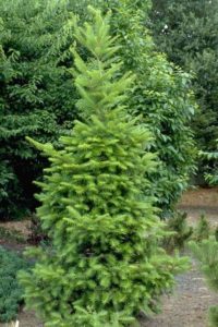 Abies firma, Momi Fir | Kiefer Nursery: Trees, Shrubs, Perennials