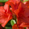 Rhododendron 'Conlen' Autumn Bravo PP#11628