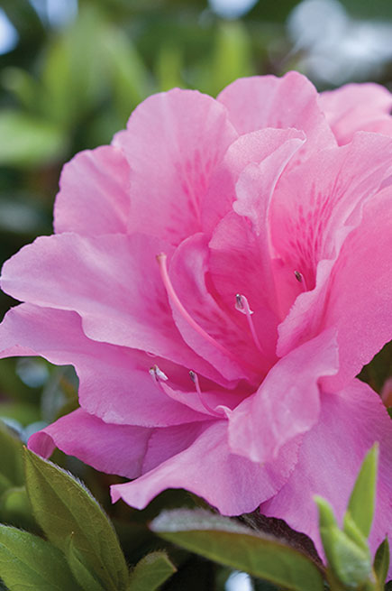 Azalea 'Roblec' Encore® Autumn Carnation® | Kiefer Nursery: Trees, Shrubs,  Perennials
