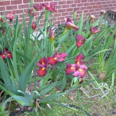 Iris louisiana 'Ann Chowning'