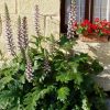 Acanthus mollis - Image 2