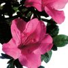 Azalea 'Conlet' Encore® Autumn Carnival®