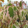 Acer negundo 'Flamingo'